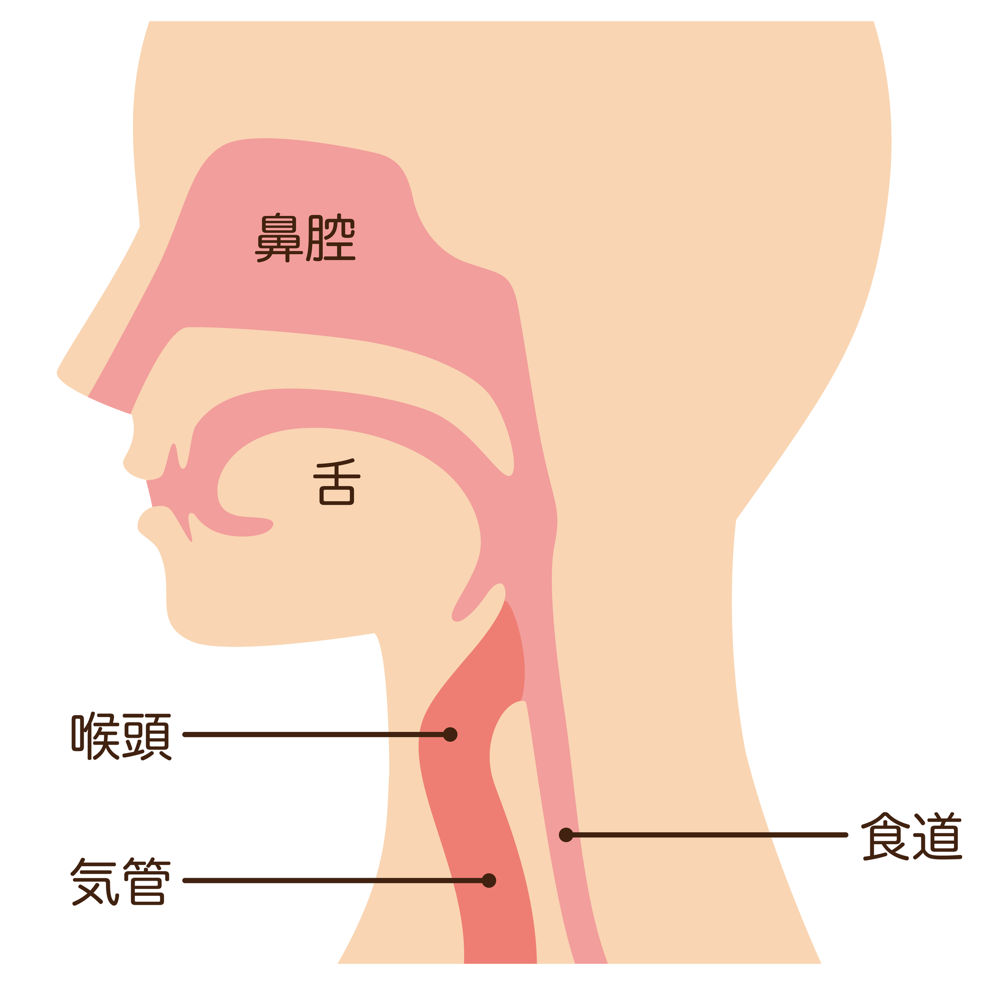 食道がんとは